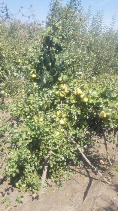 Дава се под наем Земеделски имот в Балчик -  кв.м за 51 € - Снимка #10