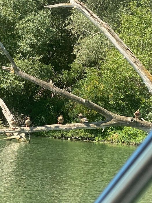 Inchiriere barci, excursii si transport pescari in Delta Dunarii,Dunavatu de Jos