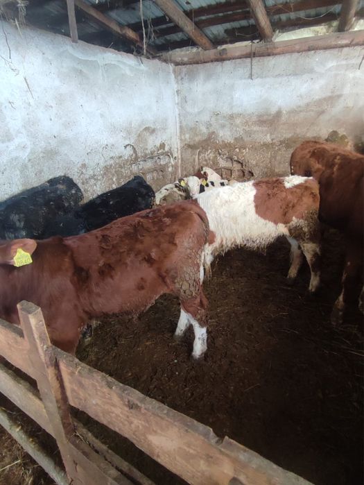 Vand 7 taurasi intarcati