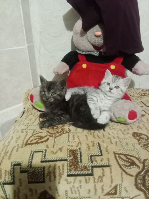 Отдам котенка чёрненький