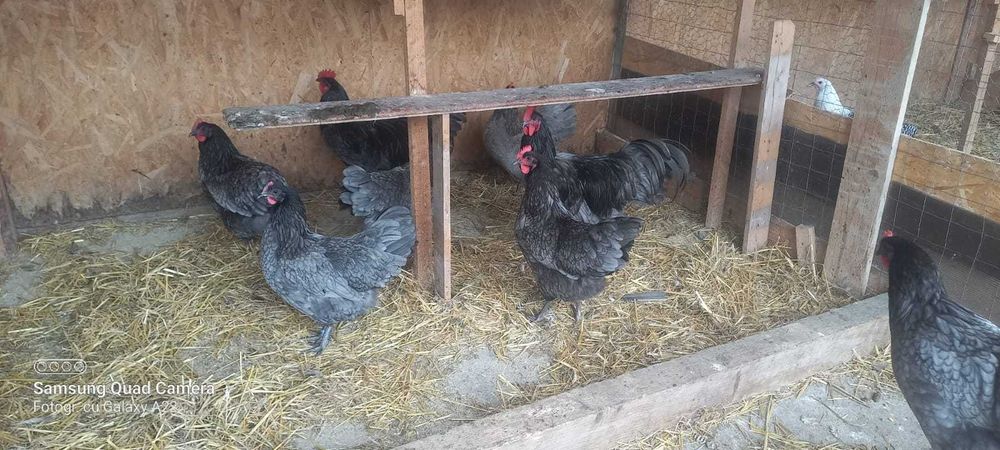 Oua de incubat rasa marans