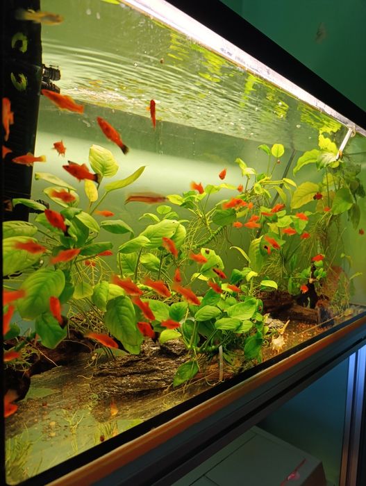 Plante,pești,acvariu,gradina cu pesti