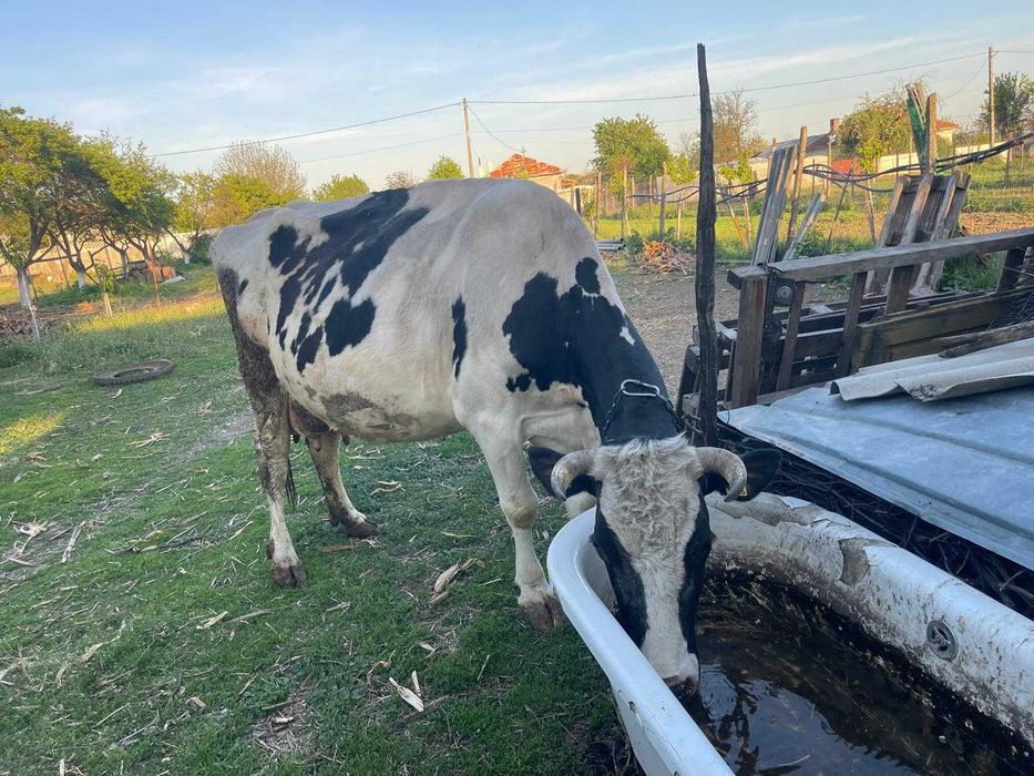 Vacă cu 4 vitei fatati.