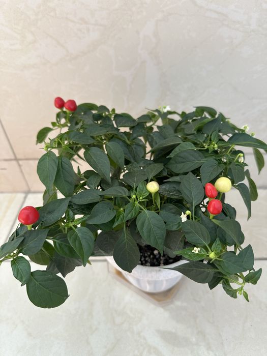 Комнатный горький перец