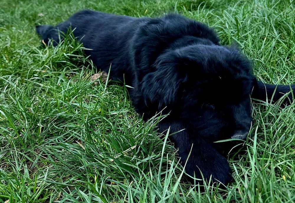 Golden-Mastiff 3 puiuti speciali