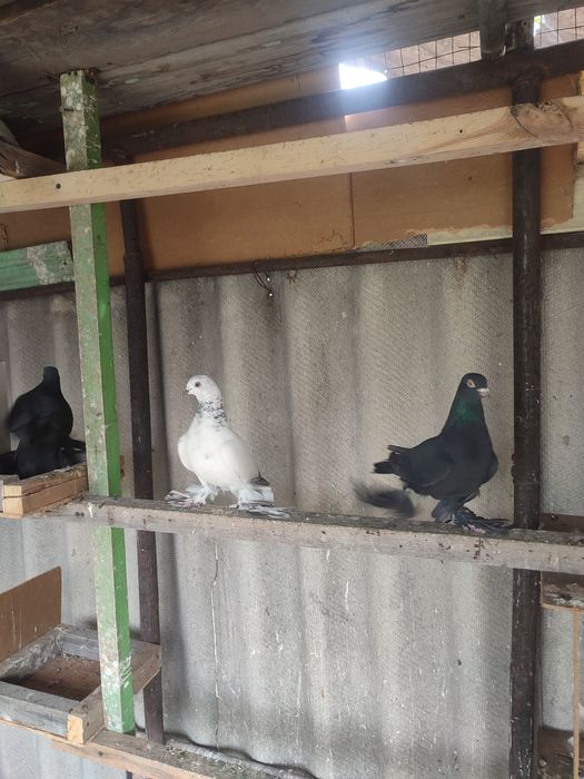 Продажа сочей и жуков  голуби