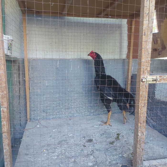 Корейц июнски крупный