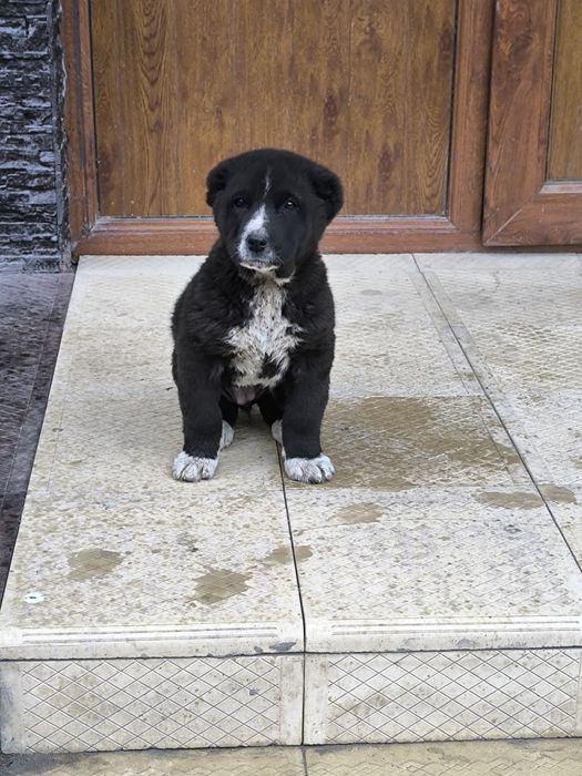 Азиат алабай щенок