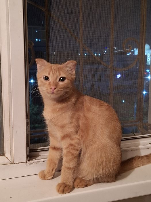 Отдам котят в добрые руки. Вислоухие и обычные