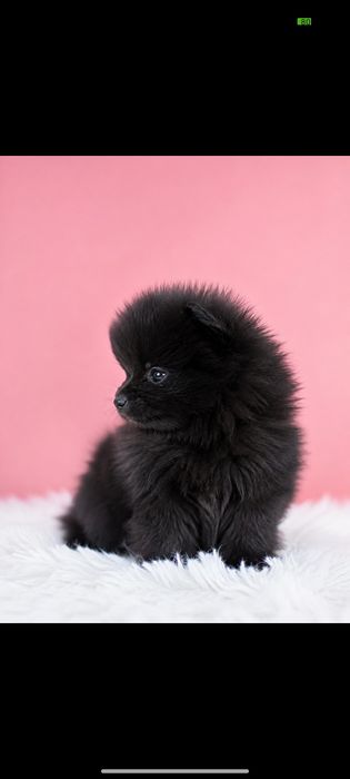 Мини мини померан