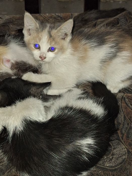 Отдам котят крысоловов