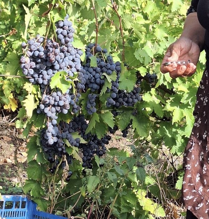 Vand struguri de vin am toate soiurile