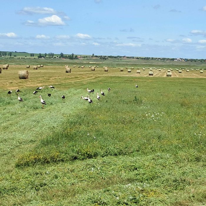 Baloti fan uscat 120x120 – calitate superioară