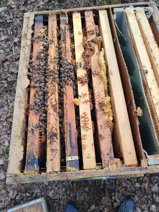 Пчелни семейства без кошери