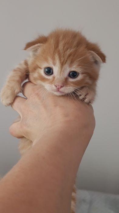 Котята от породистой кошки
