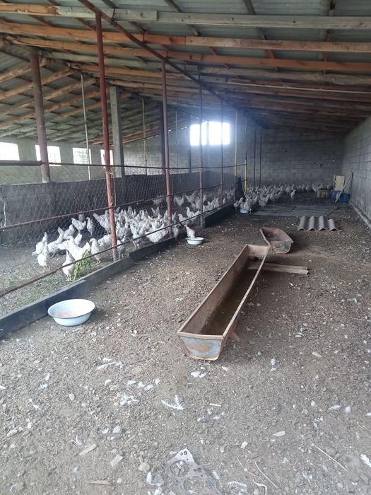 Фазенда сатылады