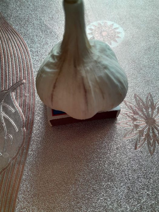 Продам чеснок домашний