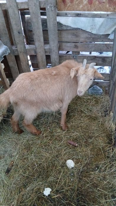 Capra gestanta metiz de saness