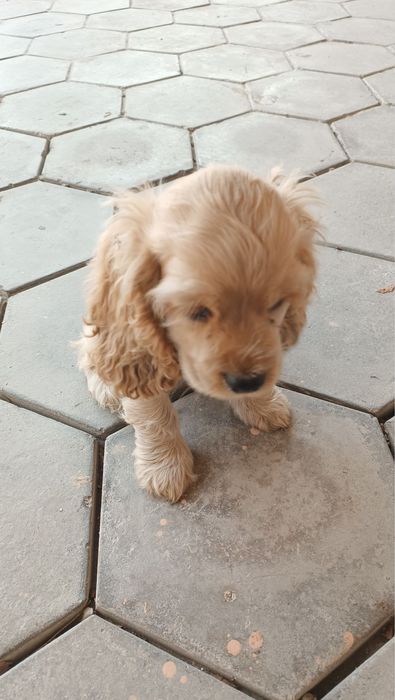 Щенок Английский кокер-спаниель