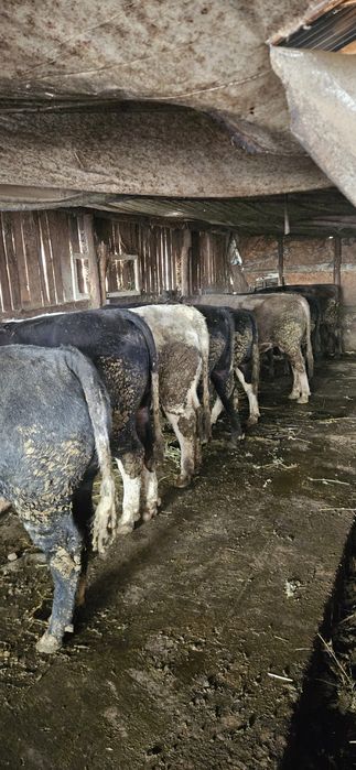 Vând 11 tauri și o vitica