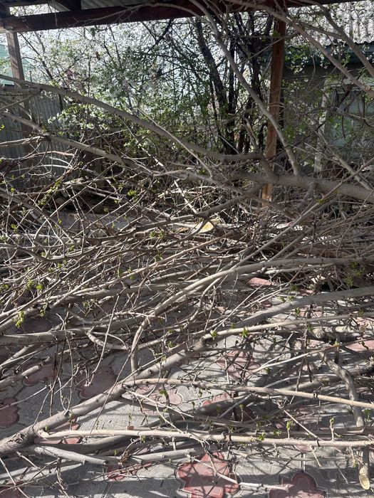 Дрова бесплатно