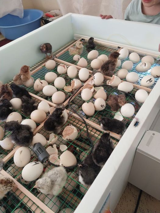 Инкубатор автомат, на 96 шт яиц.