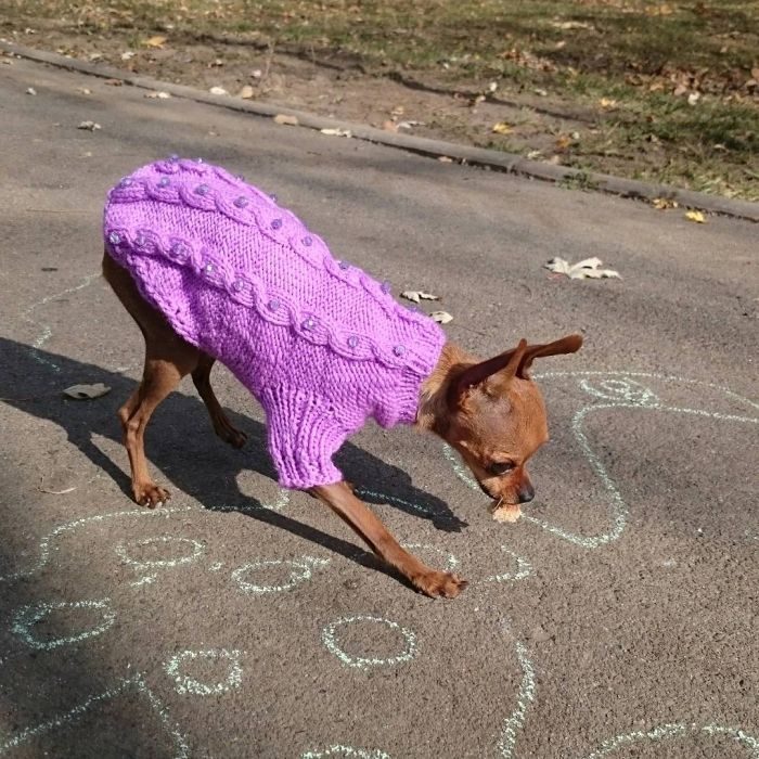 Свитерок для собачки новый