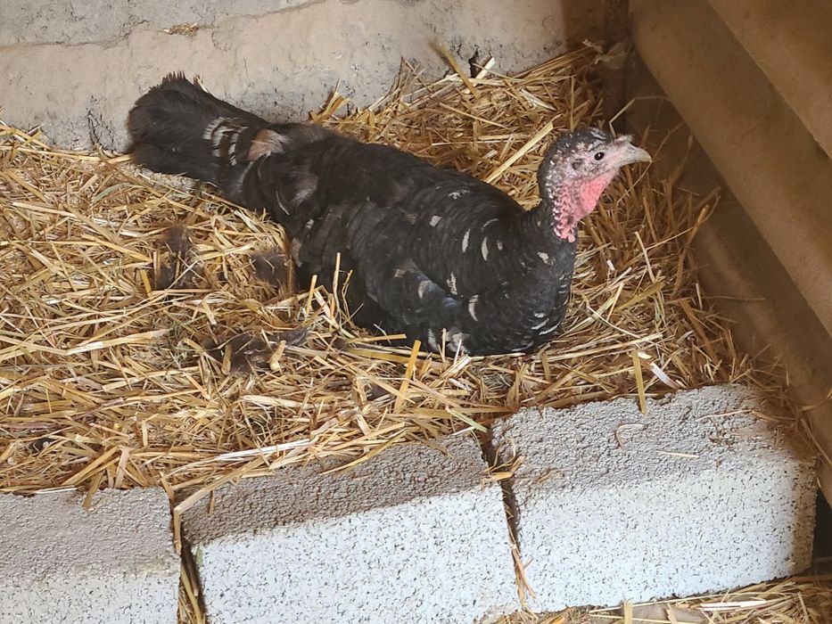 Kurk kurka zotle bugun kurk buldi