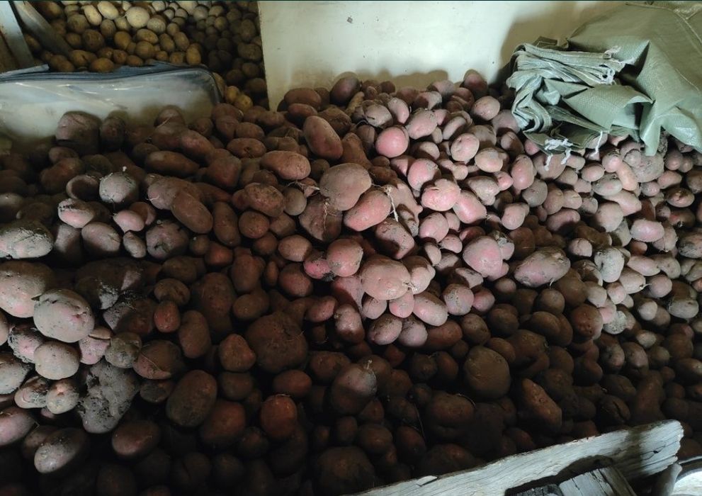 Продаю дачный картофель