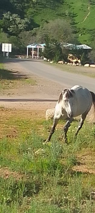 Асқа Соғымға Айғыр сатылады