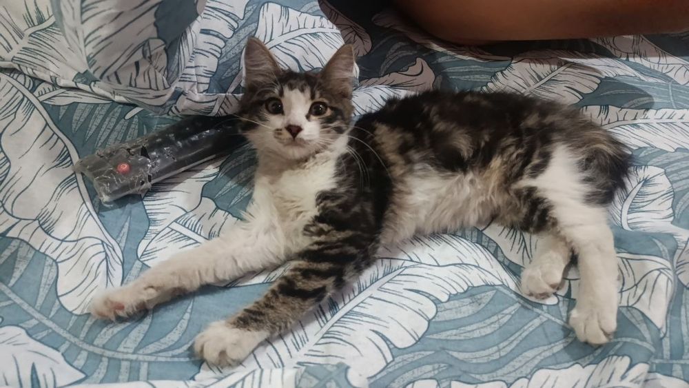 Продается котёнок
