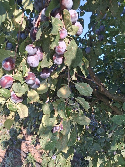 Prune de vanzare Centenar 2 lei kg