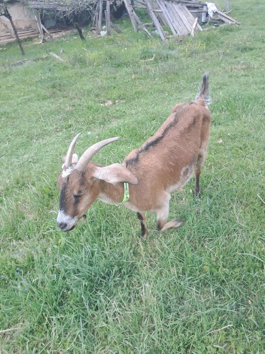 Vând capră Anglon-Nubian