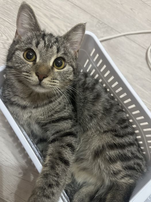 Отдам даром кошек