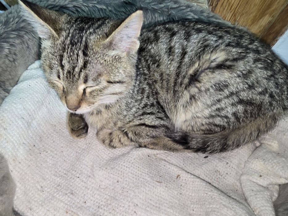 Котенок 5 месяцев, домашний