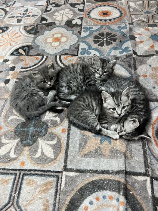 Отдам котят в добрые руки