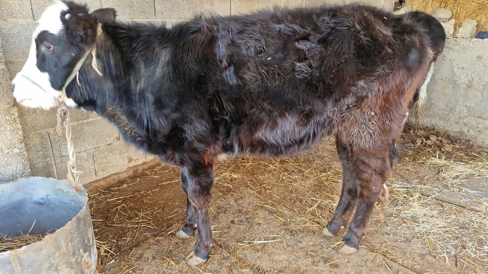 Ұрғашы құнажын сатылады