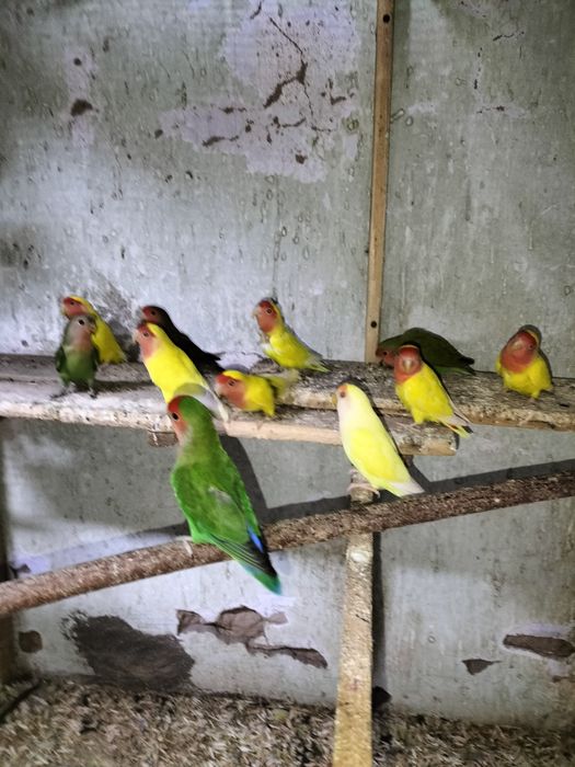 Хар хил кушлар сотилади