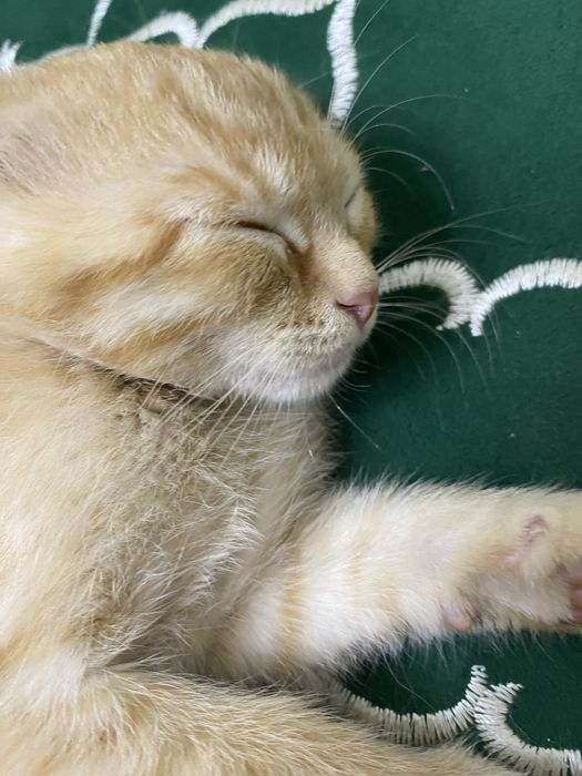 Вислоухий қыз мысық сатамын