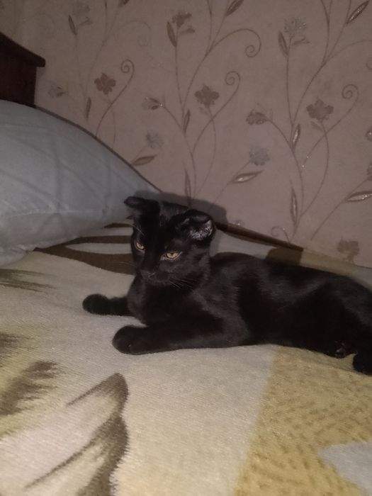 отдам котёнка в добрые руки