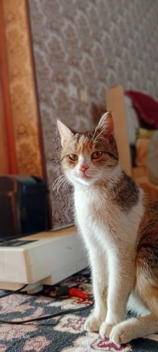 Uy mushugu toza ozoda