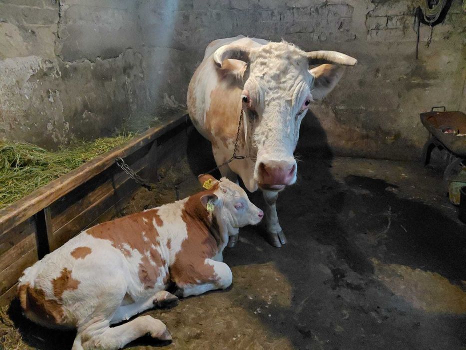 Vând vacă bălţată tânără şi frumoasă ,bună de lapte cu viţel la picior de aproximativ 3 luni. Botoșani