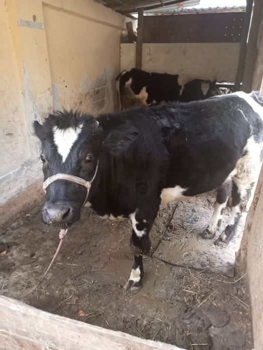 Гунажинлар сотилади