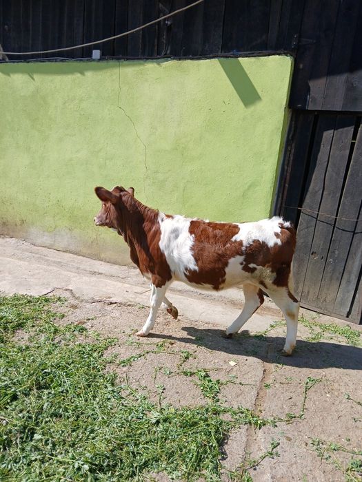 Vând o vitea si un tauras