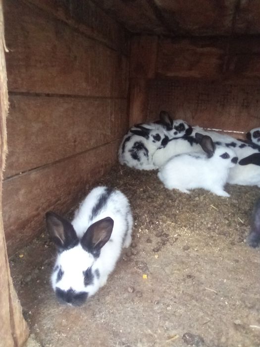 Vind iepurita sí pui sí tineret