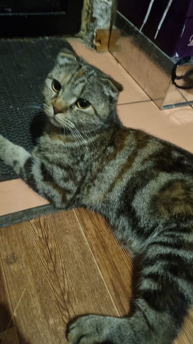 Кошка скотиш фолд
