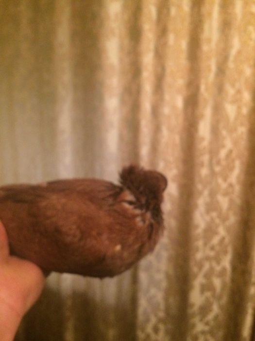 голуби бакинские