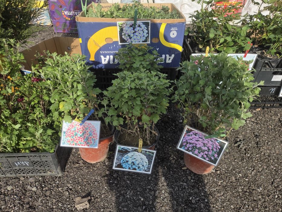 Рассада все вида!