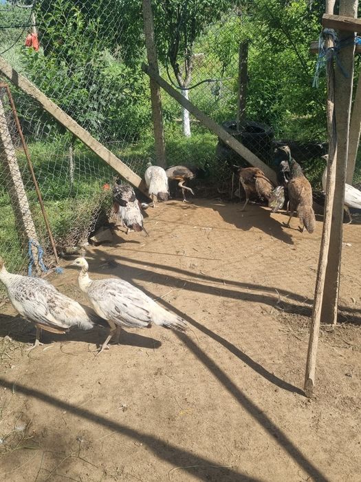 Vând păuni adulți si pui