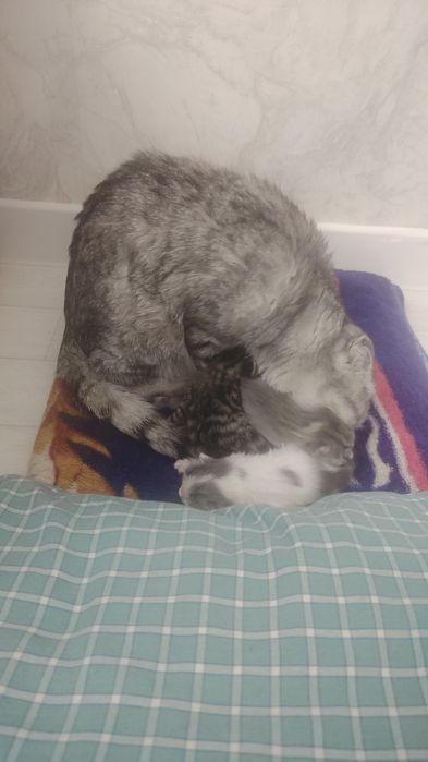 Вислоухо домашние